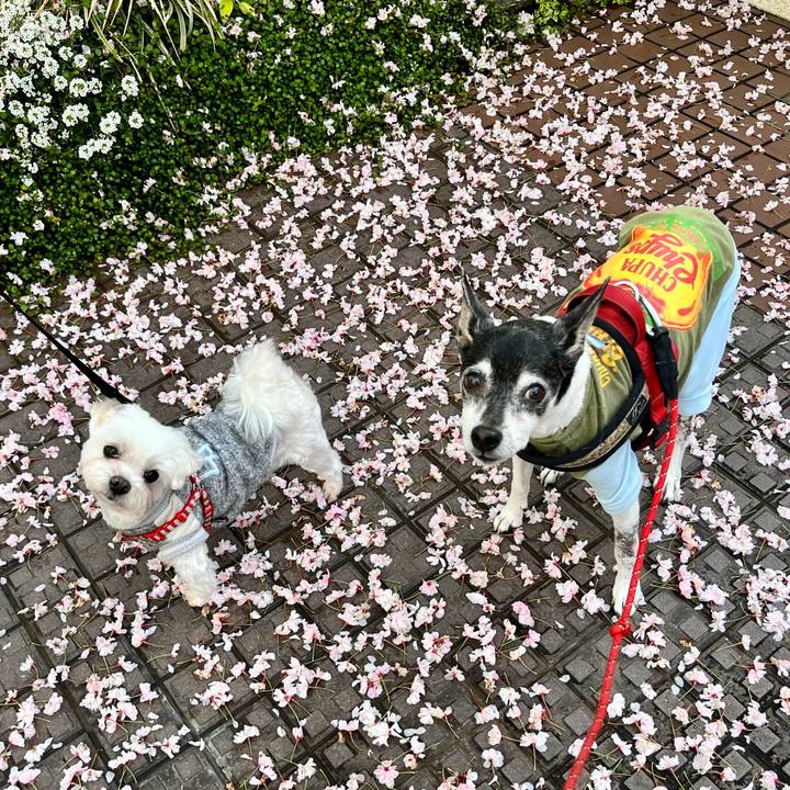 25dac39e 194c 4716 b8bc fc2258c4063f 1649972974273