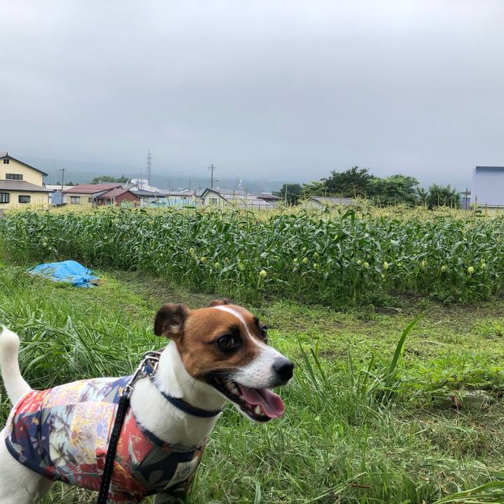 25dd54ec 7549 47d1 99d9 17e825b562e5 1596782879235