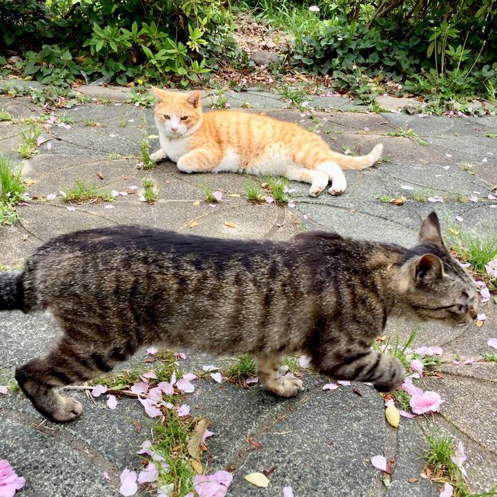 25df7106 073a 429a a7e4 1c7e8072973a 1523850829424