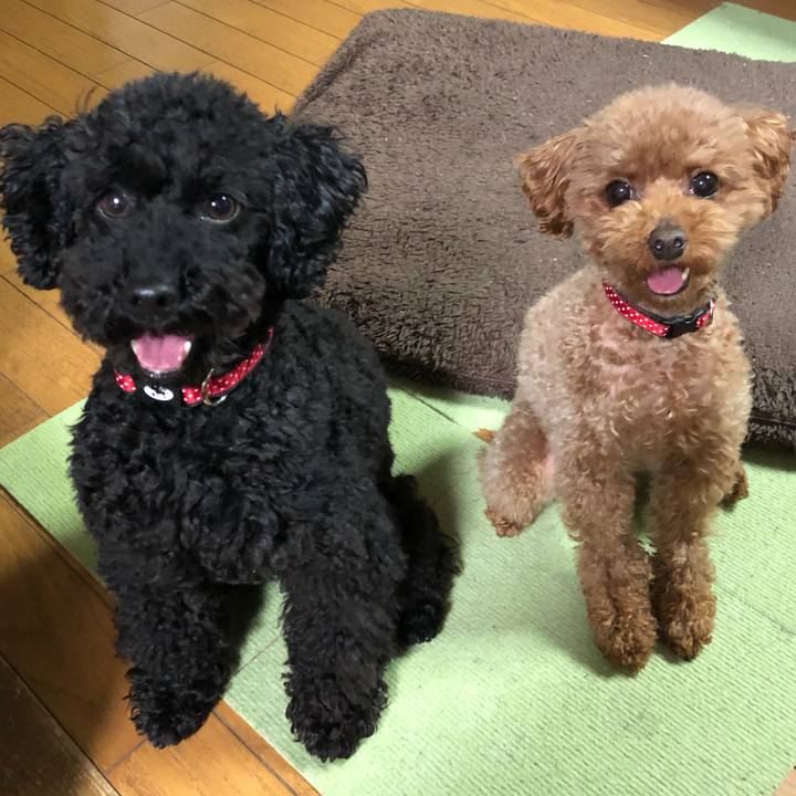 25e0a533 7e68 4600 9740 01e75fecd90b 1556014383291