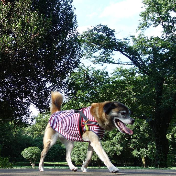 25e89dd2 498a 416f accc f5bd546a37a7 1533946890343