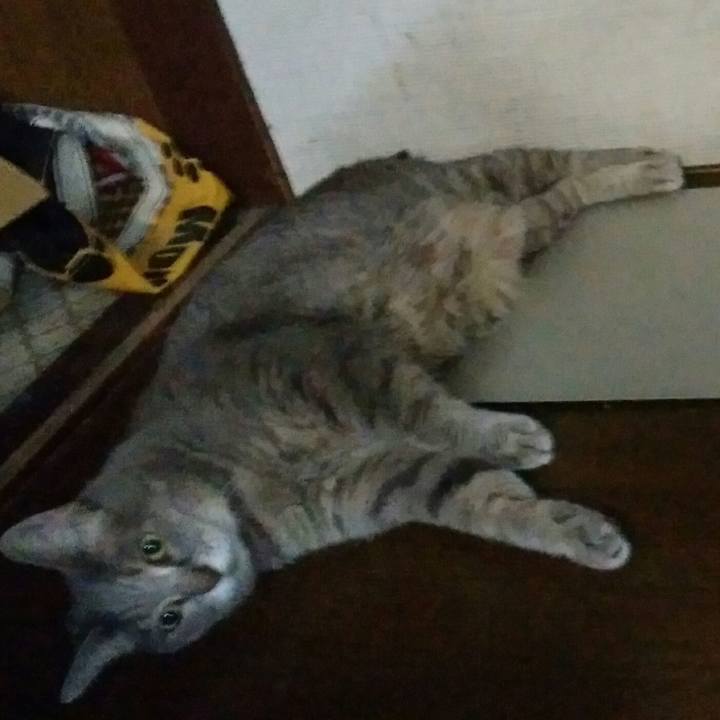 25e8a868 fa6a 4c4f aa04 1022cdb1b964 1564478815701