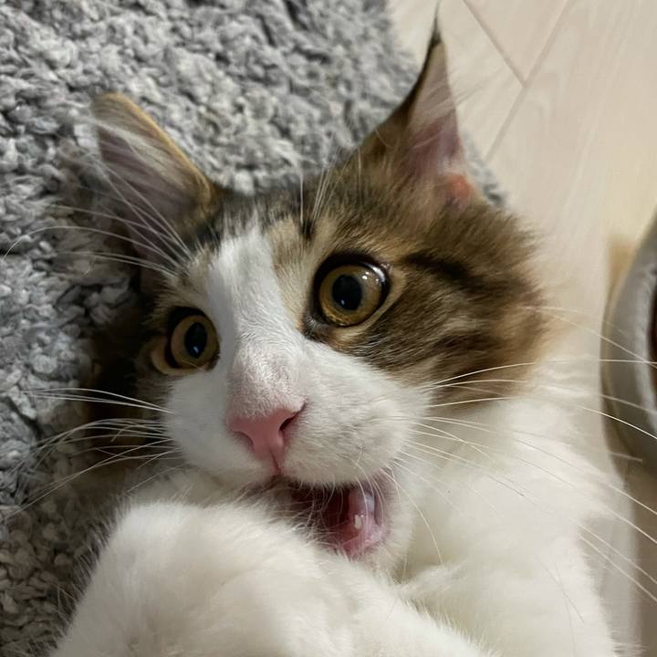 25eaf854 763c 4531 b10a a02baedb3f86 1636063607742