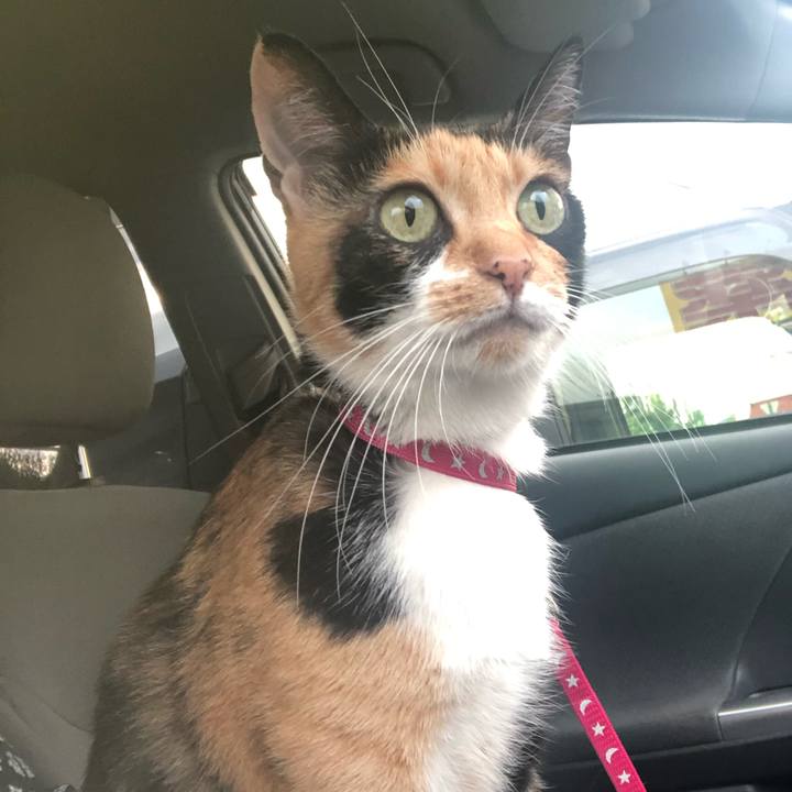 25ef3bc9 50b7 4e48 b95c 0f299e7990a7 1599984662166