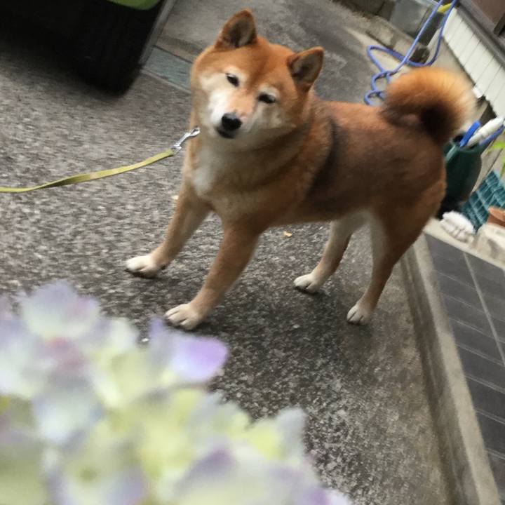 25f0c208 d8d2 409b a06b ed3645e544d6 1589962950609