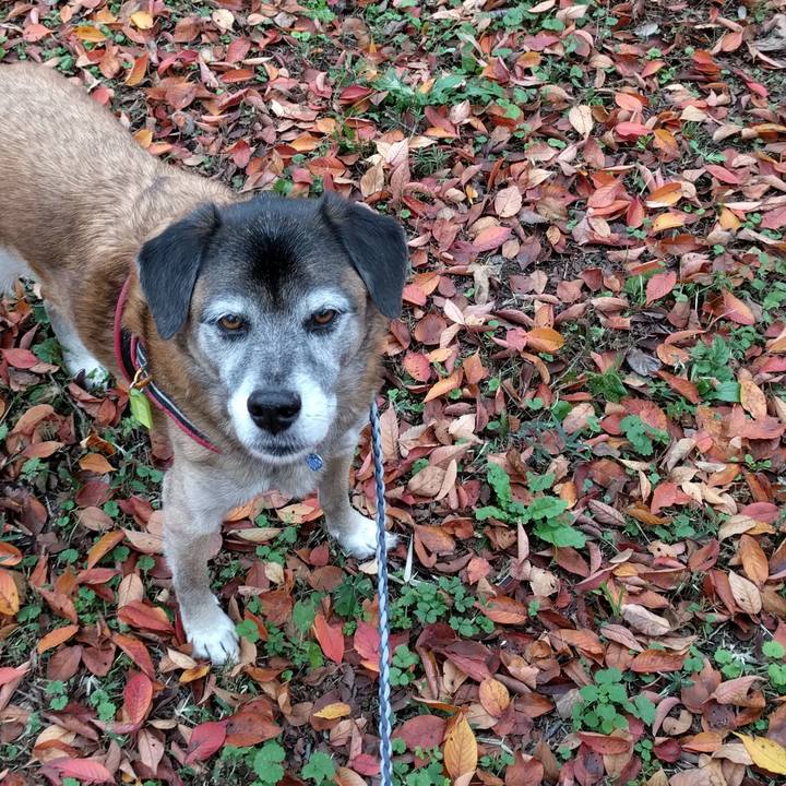 25f0e903 ec0a 4fb6 a0cf 00b8e7fcd54f 1542844877245