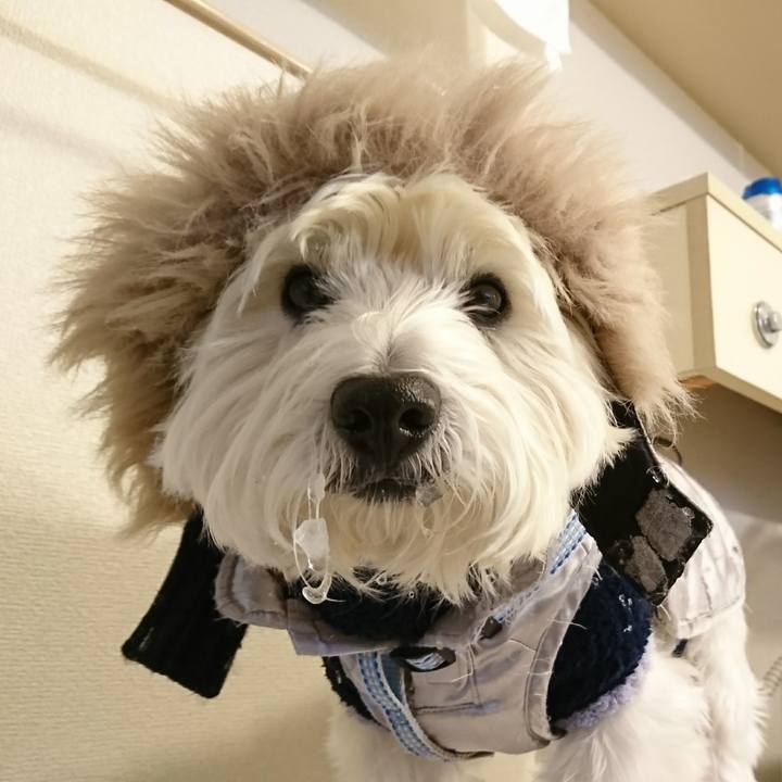 25f1433b ae41 4141 ad3a 722efe3a879d 1514428367720