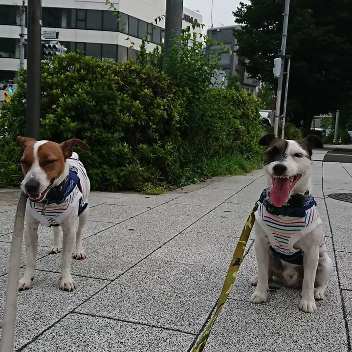 25f2495e 6ff3 41f1 b79c 33103fbf065b 1533505174169