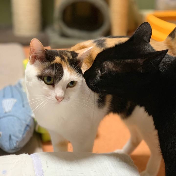 25f4fd34 2095 4b6b 9253 43c0b656452f 1537541842770