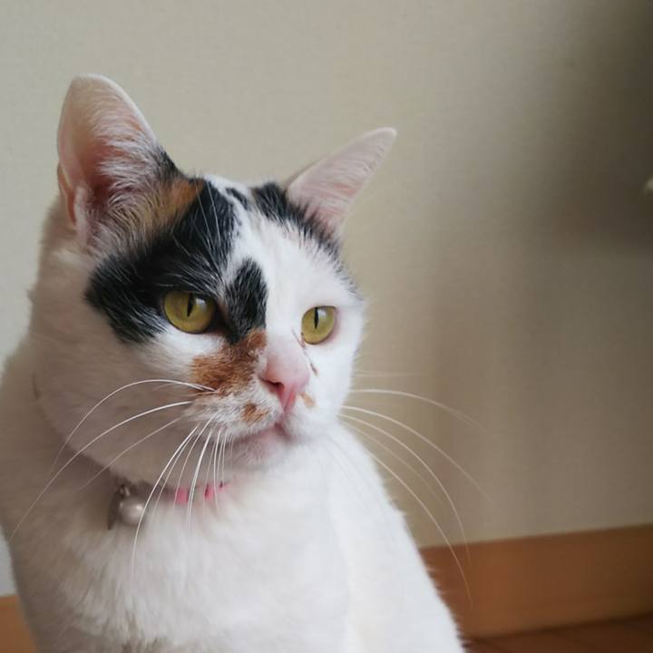 25f7242c 3f3f 4c30 abab 174b2036909b 1549846673630