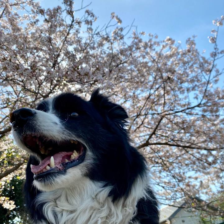 25f869e9 ae70 4235 8468 9584dc9a53ef 1680323693428