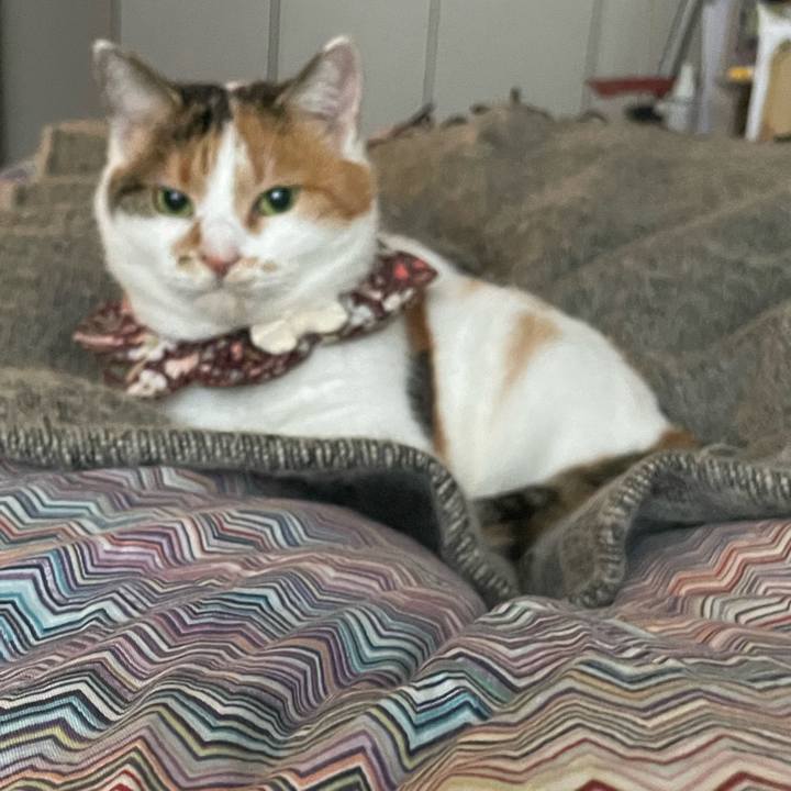 25f956db 677c 4b52 af68 56f20adbc729 1764040418991