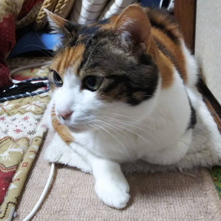 25fb5a48 e64d 4688 b261 3b56d816175f 1550094452082