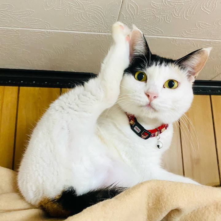 25fda975 76b6 43d4 a99a 77f5432411fe 1665874115804