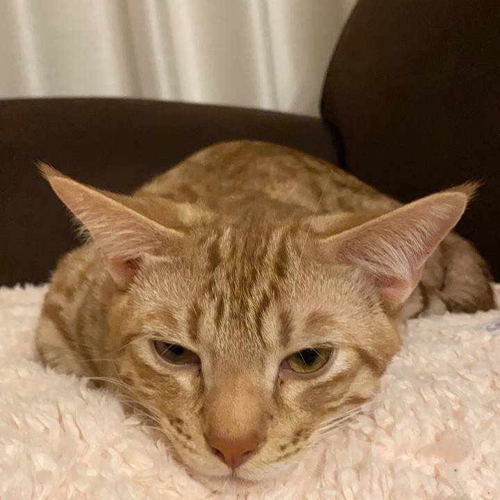 25ff4a5e d488 4c8e 8fcf 18c1affa6ae8 1601545895449