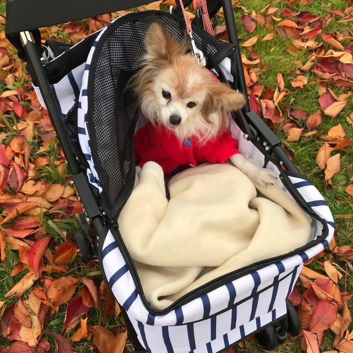 2600f2cf 7c12 4428 8f9e bf4429810ceb 1512708018878