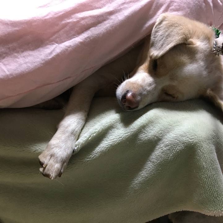 26027742 0014 4ab2 9de7 47a64304d406 1514258786120