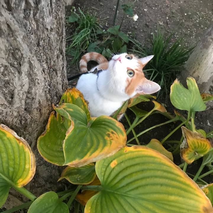 2602eb3a 893a 4e16 bcec 099efc37842c 1509004904905