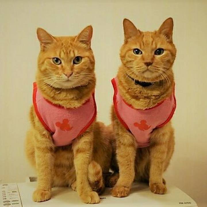 26050044 117e 41f7 b7e1 874c9a8b2b4a 1543300435936