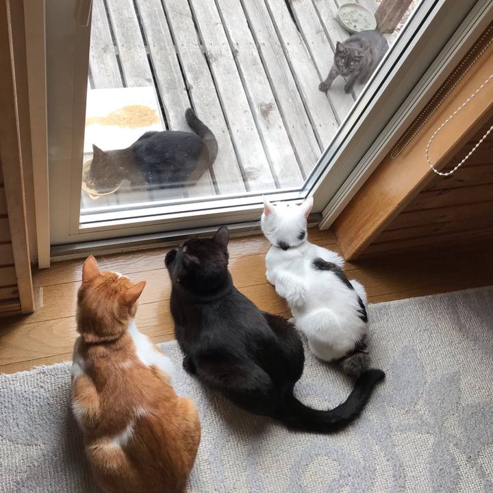 26053ee4 968c 418d b841 297b04900bfe 1588458386319