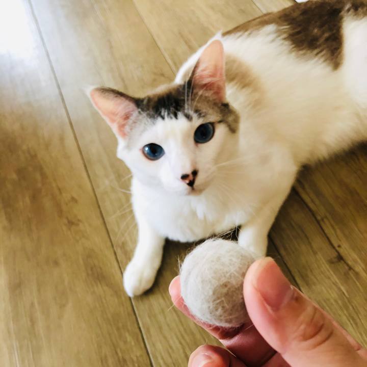 2609848f 1f93 4203 a24f fbacd957c1b4 1592881501790