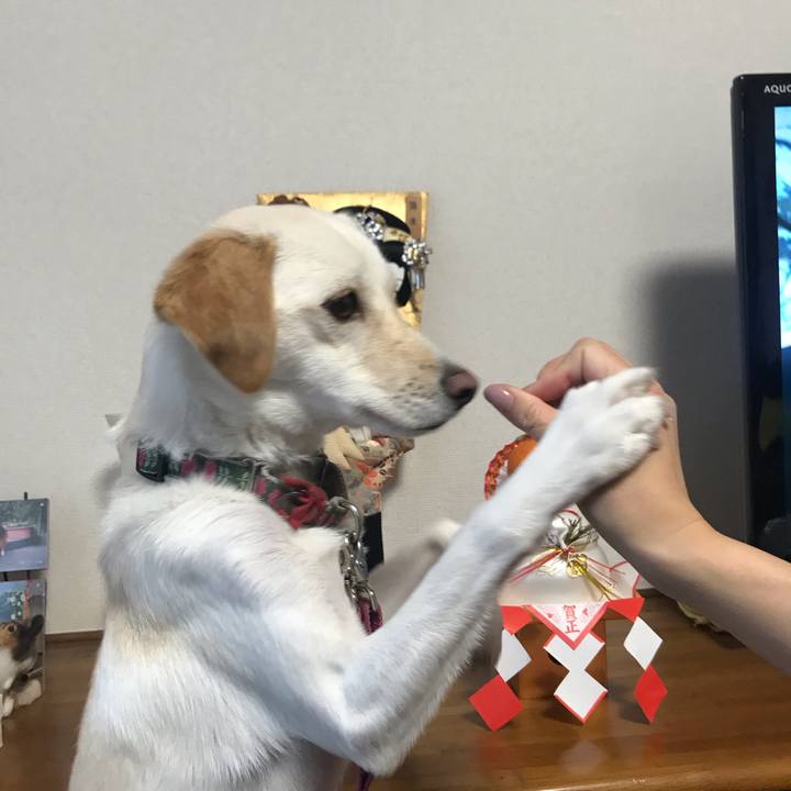 260ad039 b11e 4bc7 8a5e 443df56808fb 1546571835965