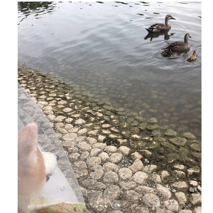 260d5b23 b96d 4b35 ac43 71d932da878a 1527832230767