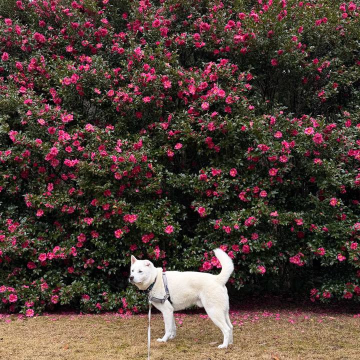 260d8f15 24bf 4f7d aa69 9bda68a75a48 1766286102770