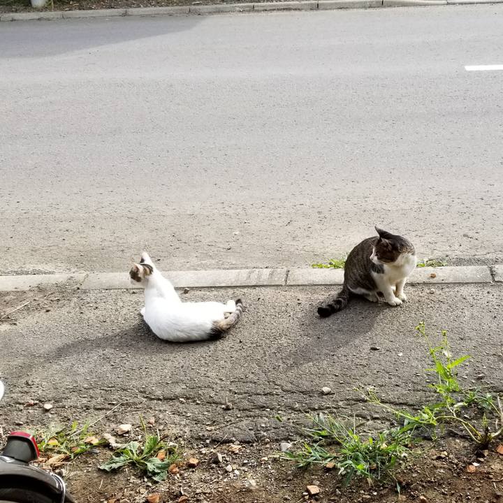 260dedc9 a367 4130 a81d 1d188949e690 1600077501782