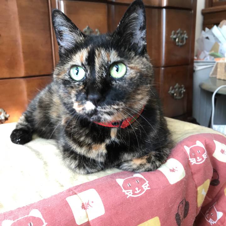 2610ea5c dc71 4362 9e1c acf3129b66b6 1521242597431