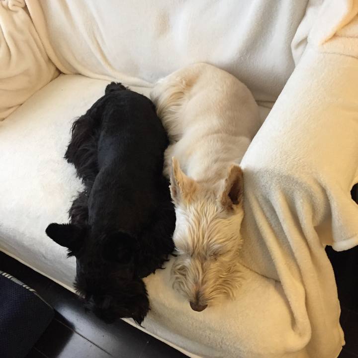 261319d8 81f3 4068 8743 7d4b028bc206 1513452503117