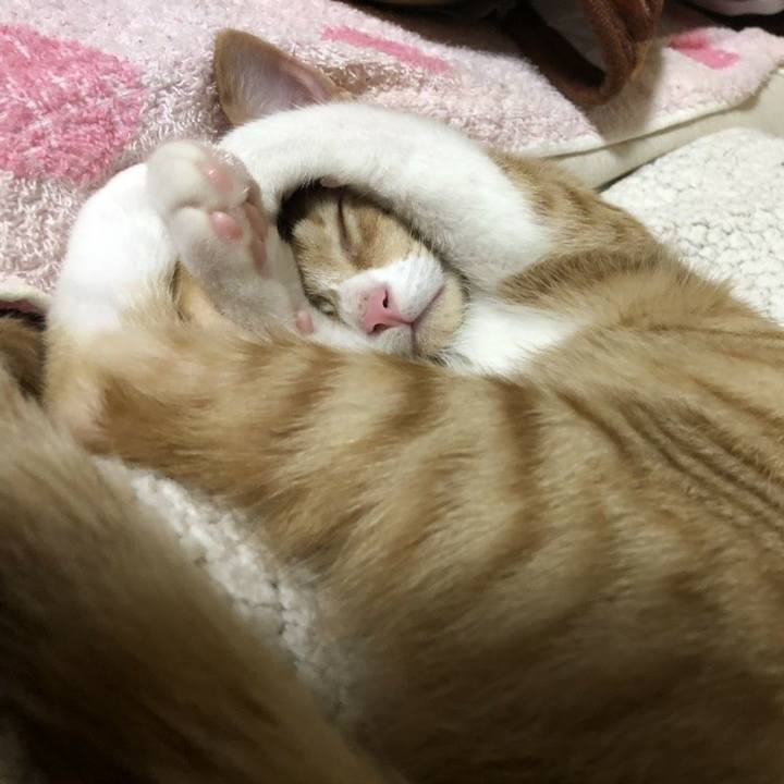 26143e1e 4514 41b3 8d44 22dbdfca844f 1545309271987