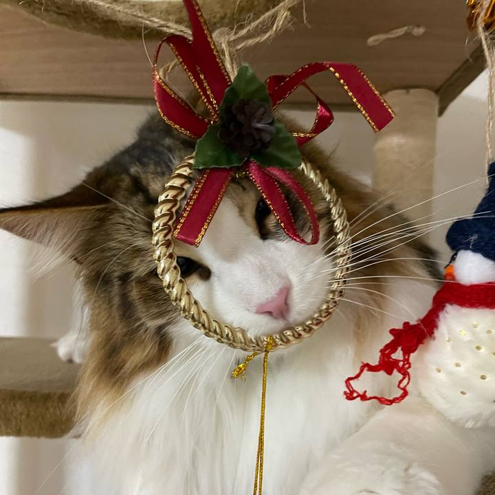 261a1361 32a6 4d9a 9c1a 7536be88b376 1670619195986