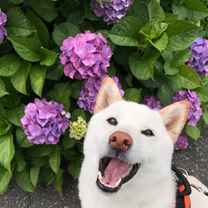 261c7951 b575 46c3 9bbd 9bc3aa38f0e0 1527388569790