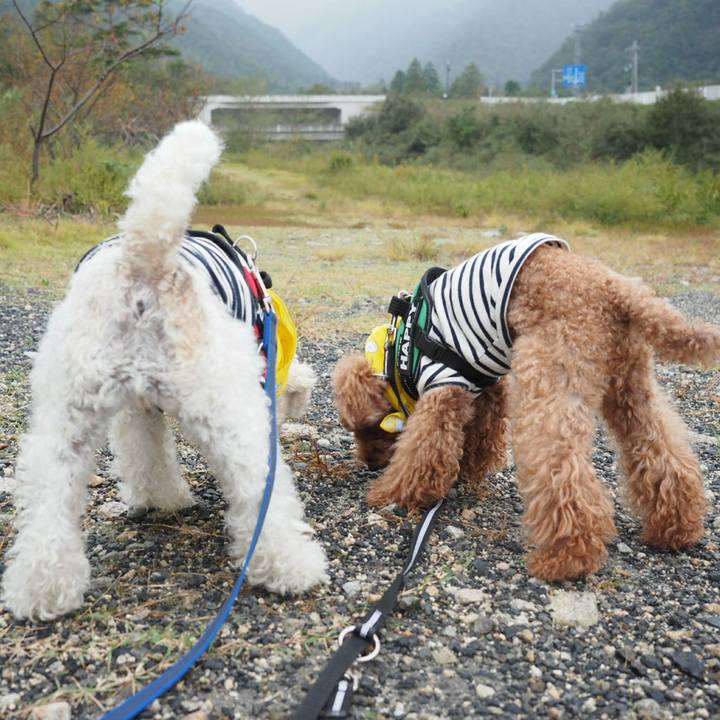 261eb0ed dc79 4437 8b55 058672226d81 1508857085879