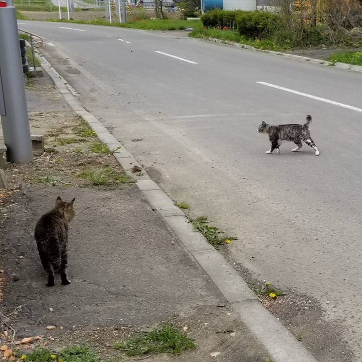 261f43d1 0547 43b5 af03 2a415f4f0ed0 1589977203640