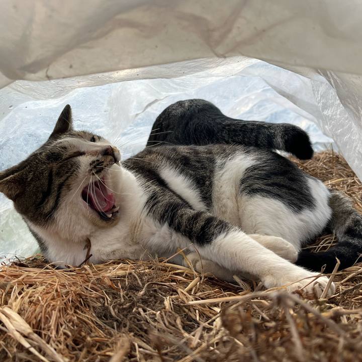 261fbc47 f602 4bd8 af51 6403f50b47d1 1766527478253