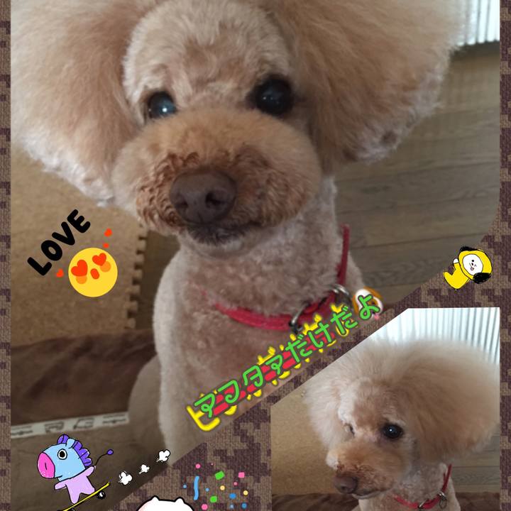 26271542 9b4e 40a4 872e dc8e7ce3a574 1511818241953