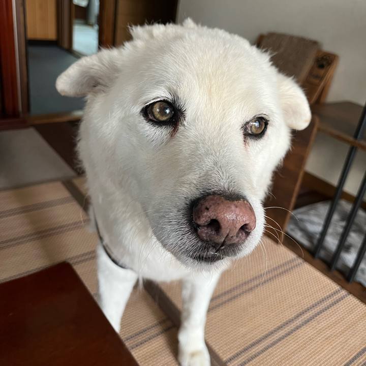 26294d0f 9849 4c1e a3af 080a55d0b8db 1761694555630