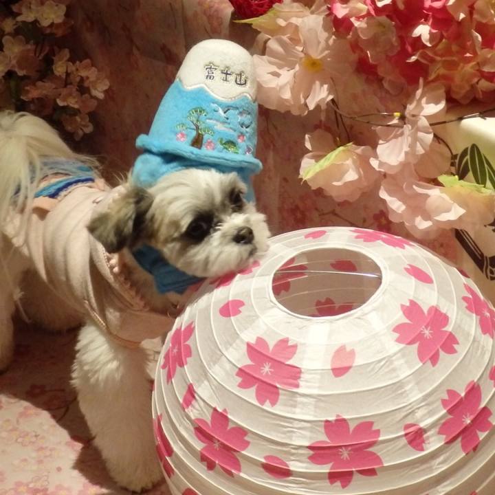 262a0928 9664 4160 add2 e88f3251431a 1521378610830