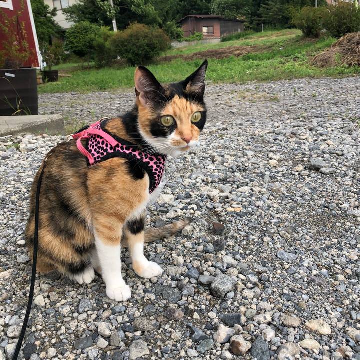 262a4ef0 b730 4abd ac3e 179767fea1ad 1529587732536