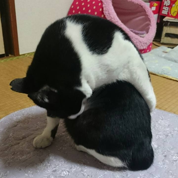 262cd43c 45df 4e74 86a2 3f00b087454d 1514508219134