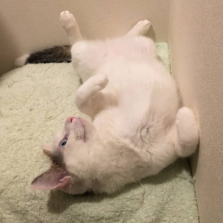 262e33bf a816 4355 80e6 15563a5c4808 1512821191021