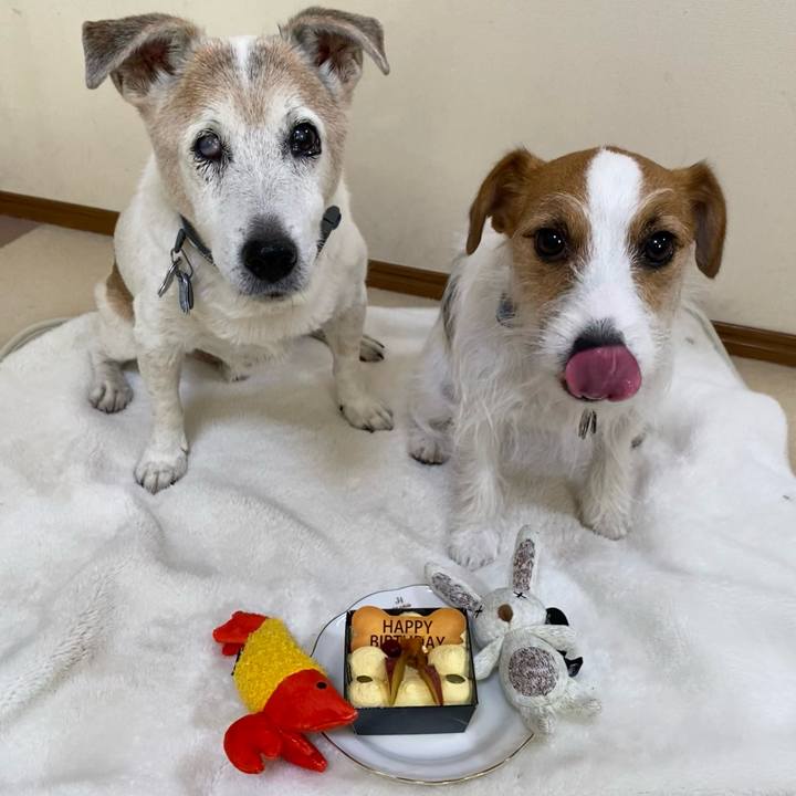 262f135f cd02 471e 8032 399589f98587 1698535337719