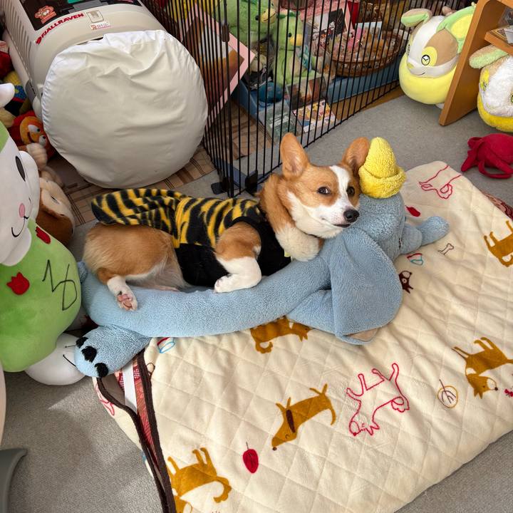 262f2b4b 2966 4ac1 9596 5043cc2df67c 1770172967313