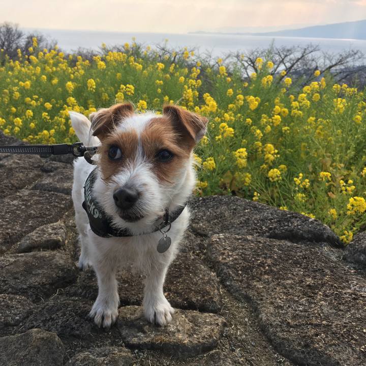 2630fce4 7186 4484 82dc 368bffe7d15f 1551531753708