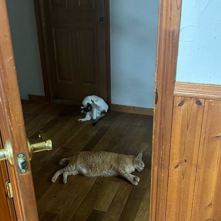 2633402b 2449 4a81 ab5b c315e6d4fa6c 1691621586301