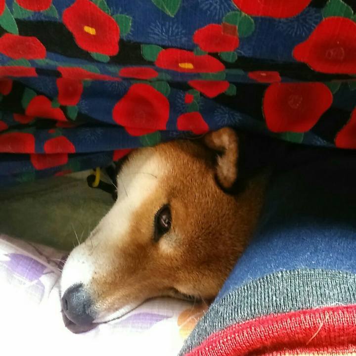 2636c7e8 8f74 4899 ac1a 1c4d12386d3a 1543320242038