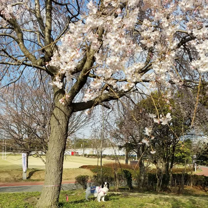 263793d7 178c 4a8e b365 9aa79b0e5d24 1521896912433