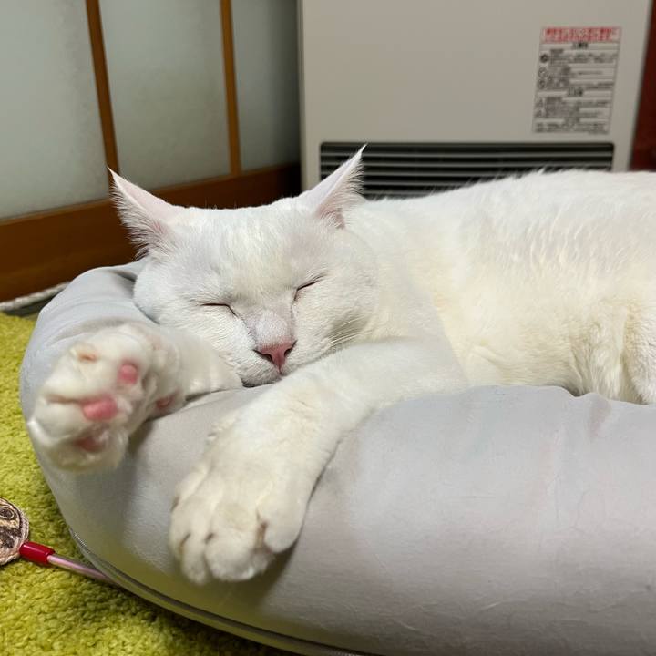 26391fee 8f01 4340 a49f abb609a65012 1700225619041